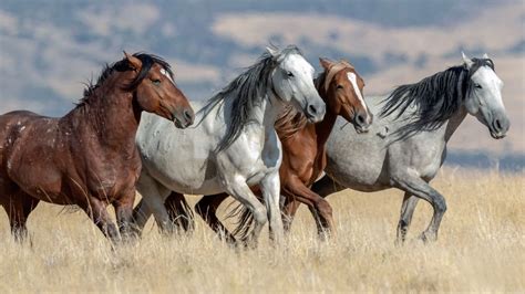 american mustang horse facts